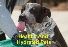 Healthy and Hydrated Pets