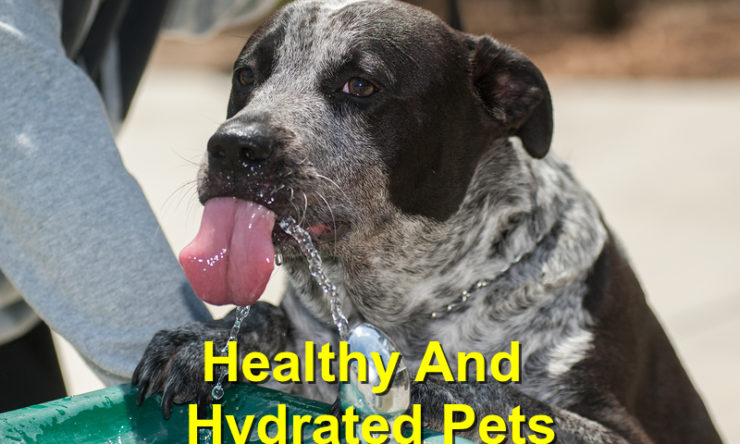Healthy and Hydrated Pets