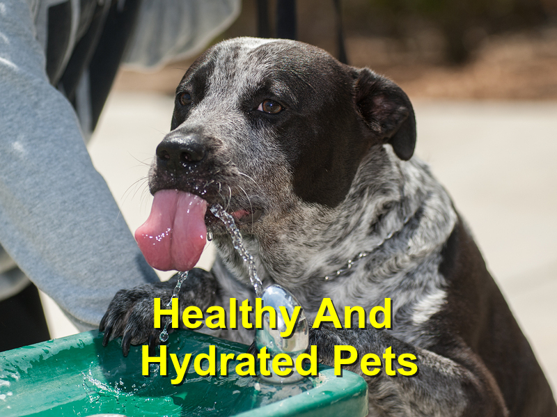 Read more about the article Healthy and Hydrated Pets