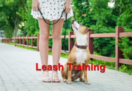 Leash Training