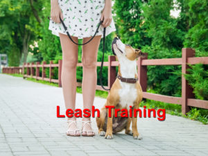 Read more about the article Leash Training