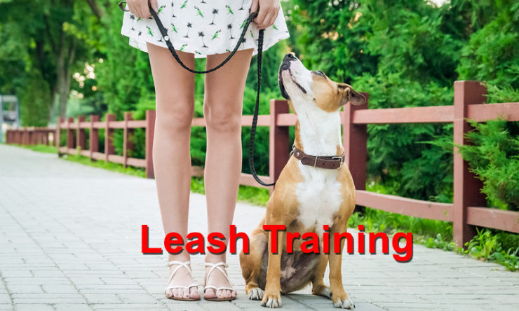 Leash Training
