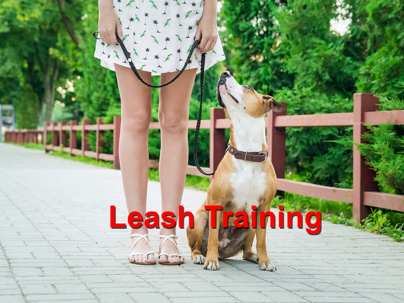 Read more about the article Leash Training