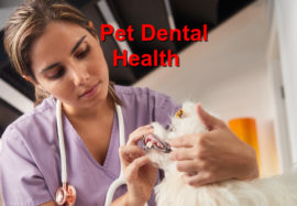 Pet Dental Health