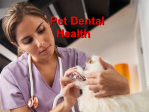 Read more about the article Pet Dental Health