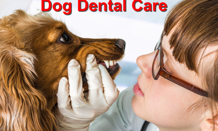 Tips for Effective Dog Dental Care