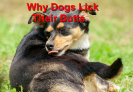 Reasons Dogs Lick Their Butts