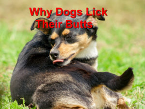 Read more about the article Reasons Dogs Lick Their Butts