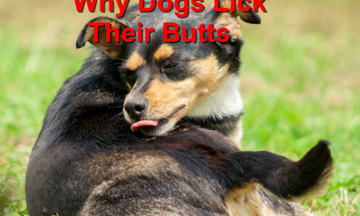 Reasons Dogs Lick Their Butts