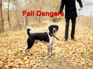 Read more about the article Protect Your Dog From Fall Dangers
