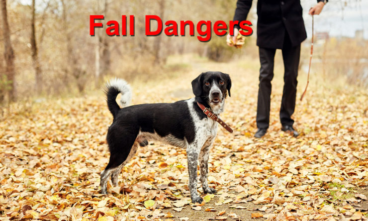 Protect Your Dog From Fall Dangers
