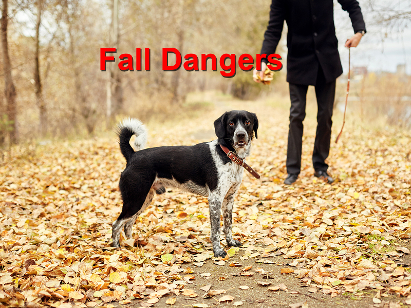 You are currently viewing Protect Your Dog From Fall Dangers
