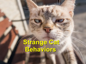 Read more about the article Strange Cat Behaviors: What Do They Mean?