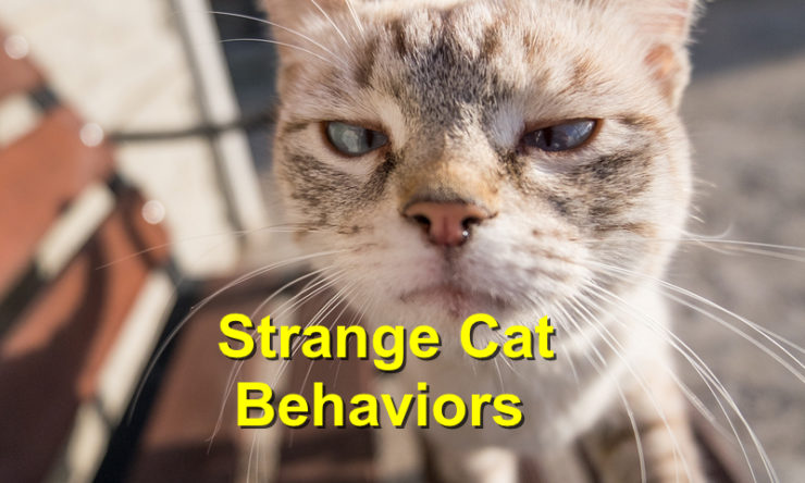 Strange Cat Behaviors: What Do They Mean?