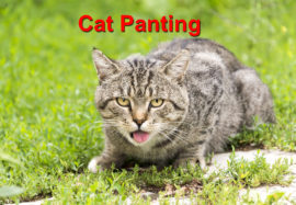 Cat Panting