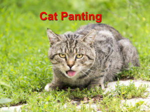Read more about the article Cat Panting