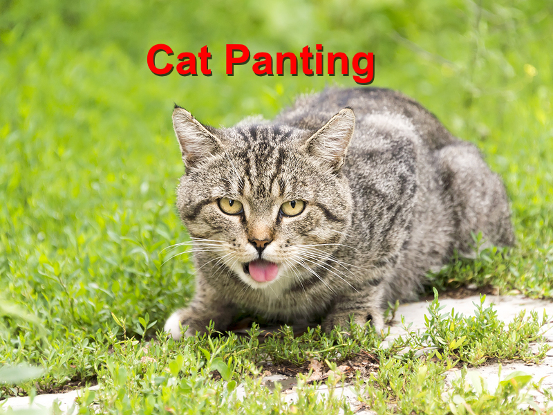 Read more about the article Cat Panting