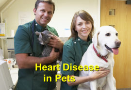 Heart Disease in Pets