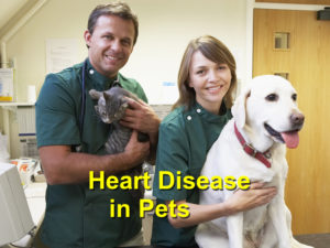 Read more about the article Heart Disease in Pets