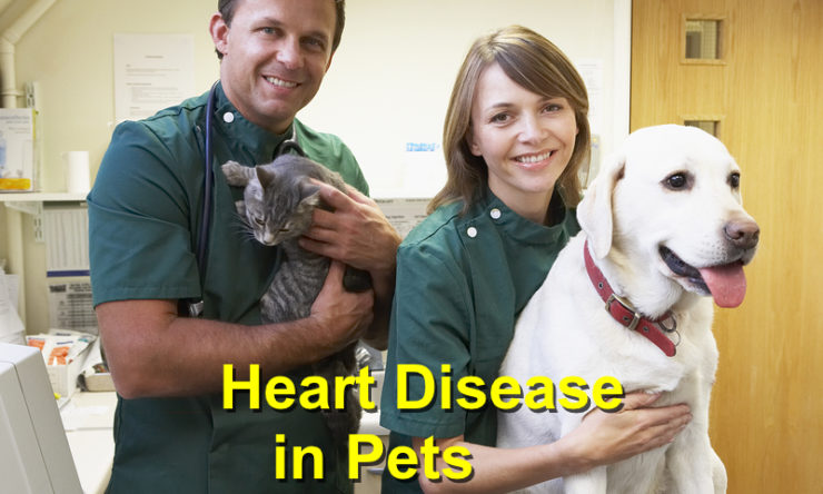 Heart Disease in Pets