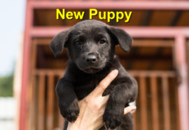 New Puppy