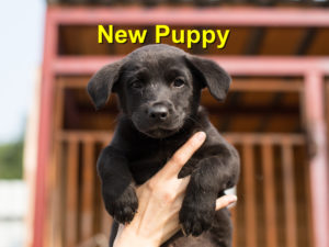Read more about the article New Puppy