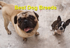 Choosing the Best Dog Breeds