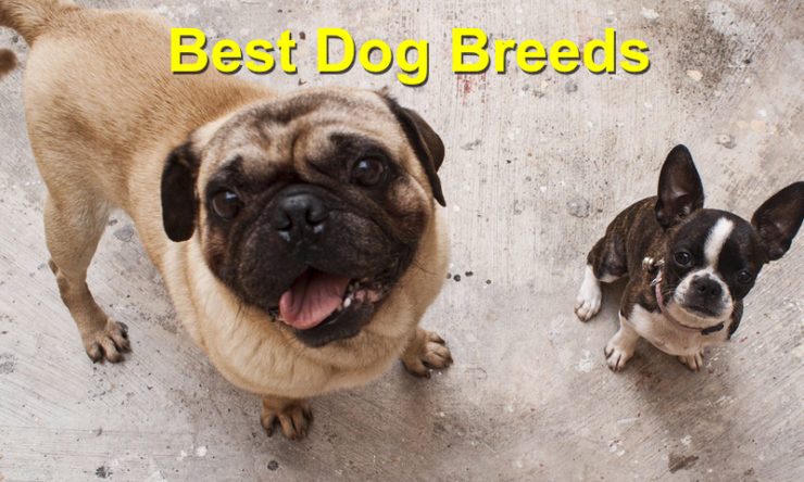 Choosing the Best Dog Breeds