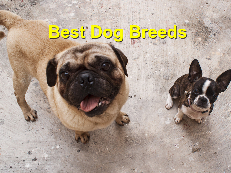 Read more about the article Choosing the Best Dog Breeds