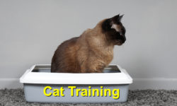 Cat Training