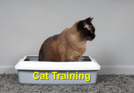 Cat Training