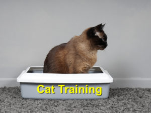 Read more about the article Cat Training