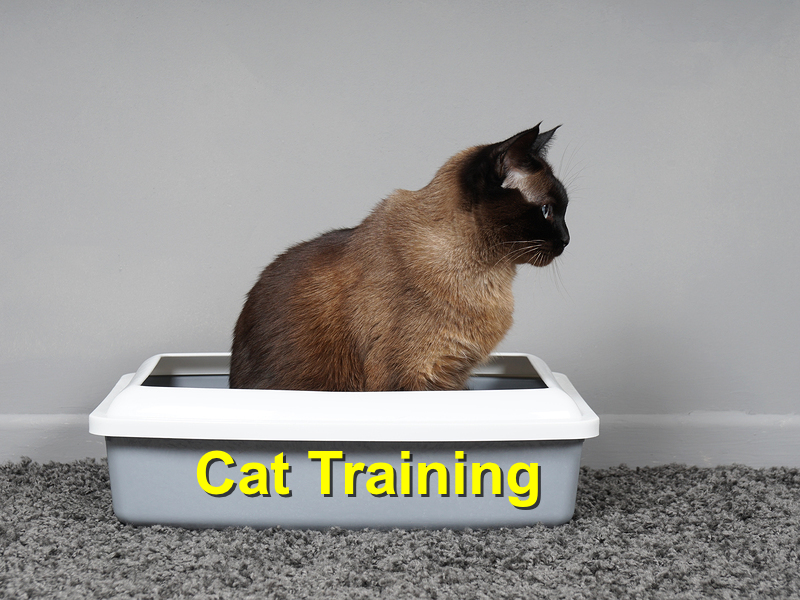 Read more about the article Cat Training