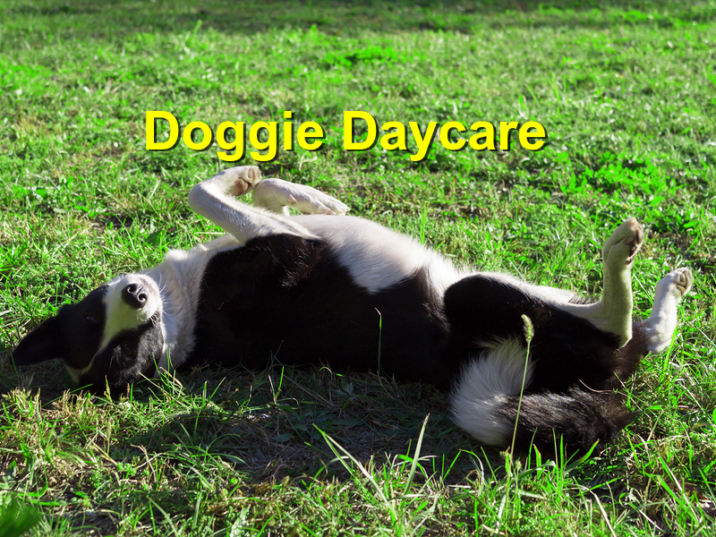 Read more about the article Doggie Daycare
