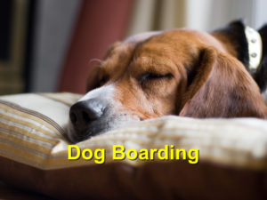 Read more about the article Dog Boarding