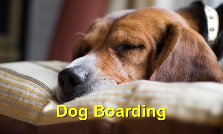 boarding your dog