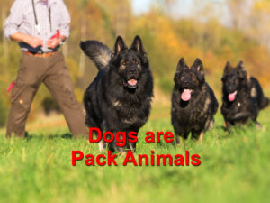 Read more about the article Dogs are Pack Animals
