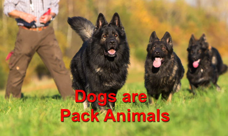 Dogs are Pack Animals