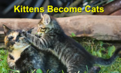 Kitten becoming Cat