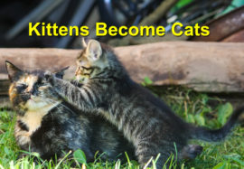 Kitten becoming Cat