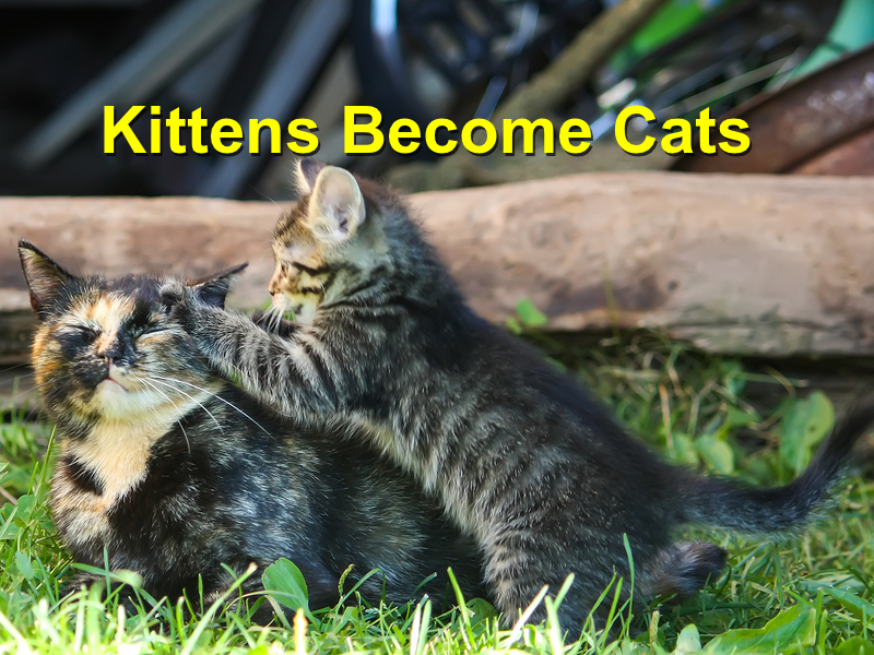Read more about the article Kitten becoming Cat