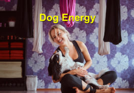 Dog Energy