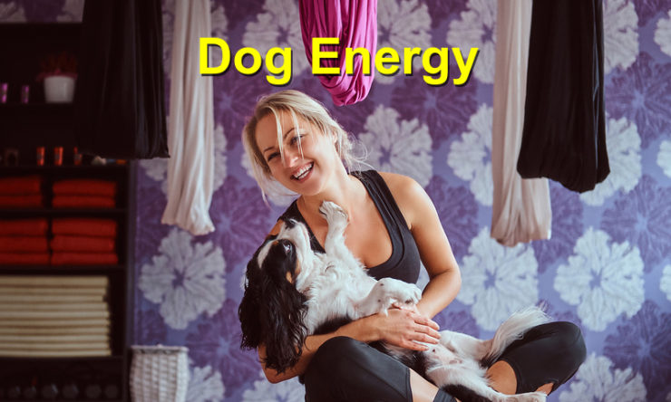 Dog Energy