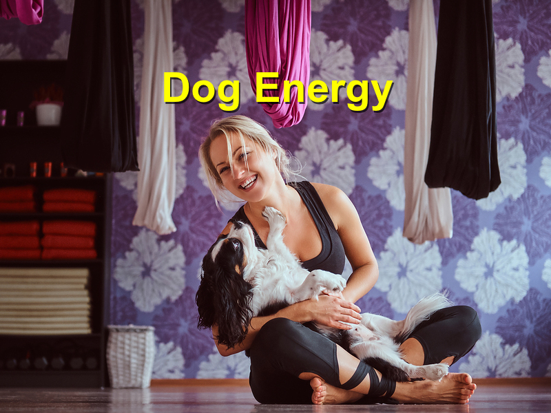 Read more about the article Dog Energy