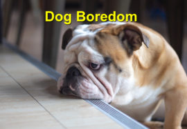 Dog Boredom