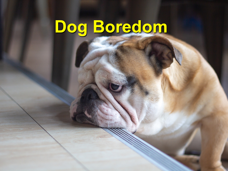 Read more about the article Dog Boredom