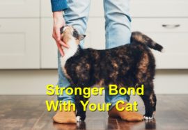 Stronger Bond With Your Cat
