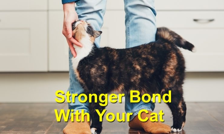 Stronger Bond With Your Cat