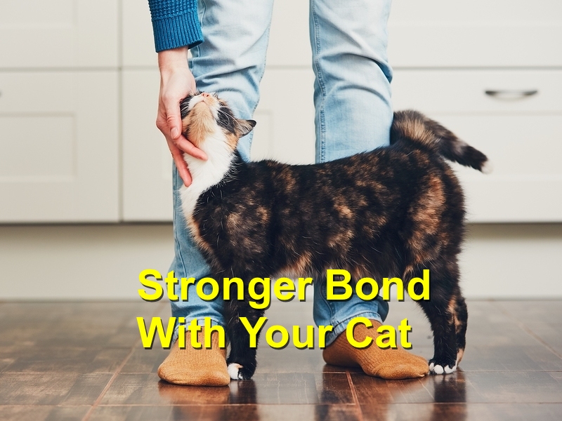 Read more about the article Stronger Bond With Your Cat