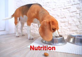 Nutrition